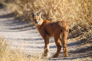 【特別企画】南アフリカ レア・アニマル・サファリ 14日間の画像