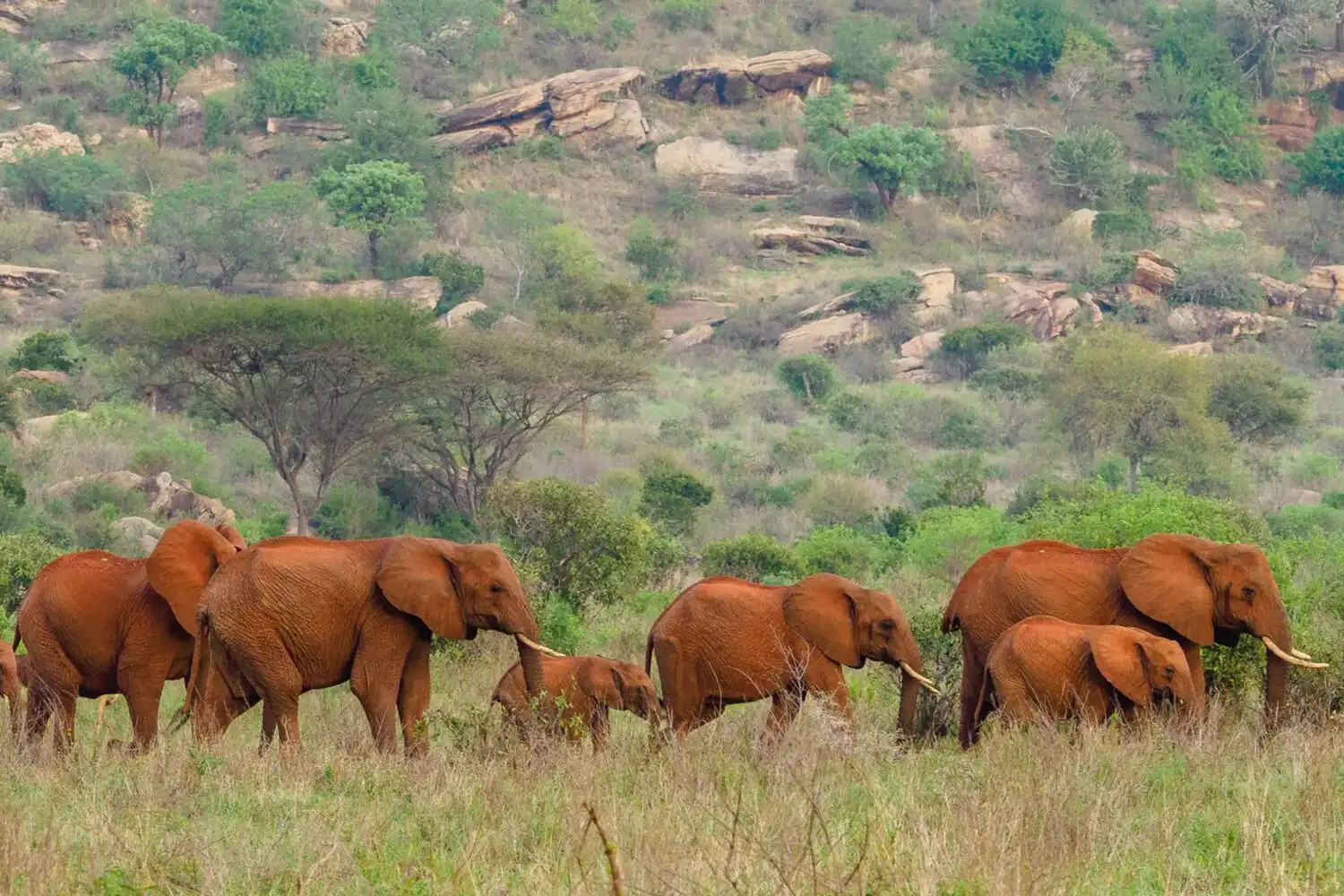 絵画　ケニア　サファリ　象 絵画 ケニア サファリ 象 絵画 ケニア サファリ 象 amazing