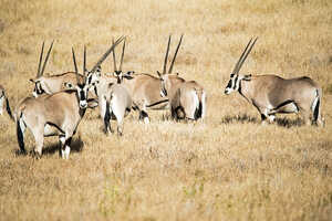 乾燥地に強い.ベイサオリックス