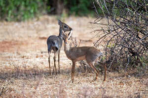 乾燥したブッシュを好むディクディク