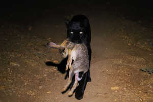 スクラブ・ヘアーを仕留めるGIZA