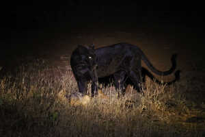 こちらはディクディクを仕留める