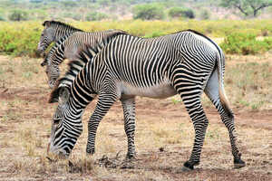 縞模様の細いグレービー・シマウマ