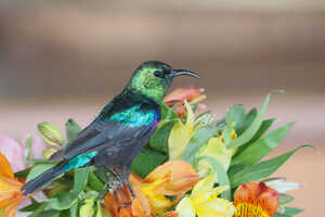 タイヨウチョウなどたくさんの鳥もみどころ