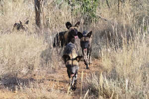 ライキピアにはケニアでは珍しいリカオンも