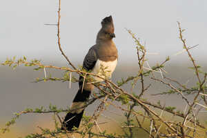 こちらはシロハラハイイロエボシドリ