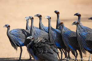 美しい羽をもったフサホロホロチョウ。ケニアのこの地域でしか見ることのできないユニークな野鳥だ。