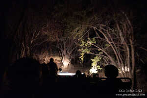 サウスルアングワ、ローワーザンベジともにナイトサファリができる 