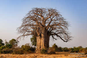 ロウワーザンベジ国立公園に聳えるバオバブの巨木