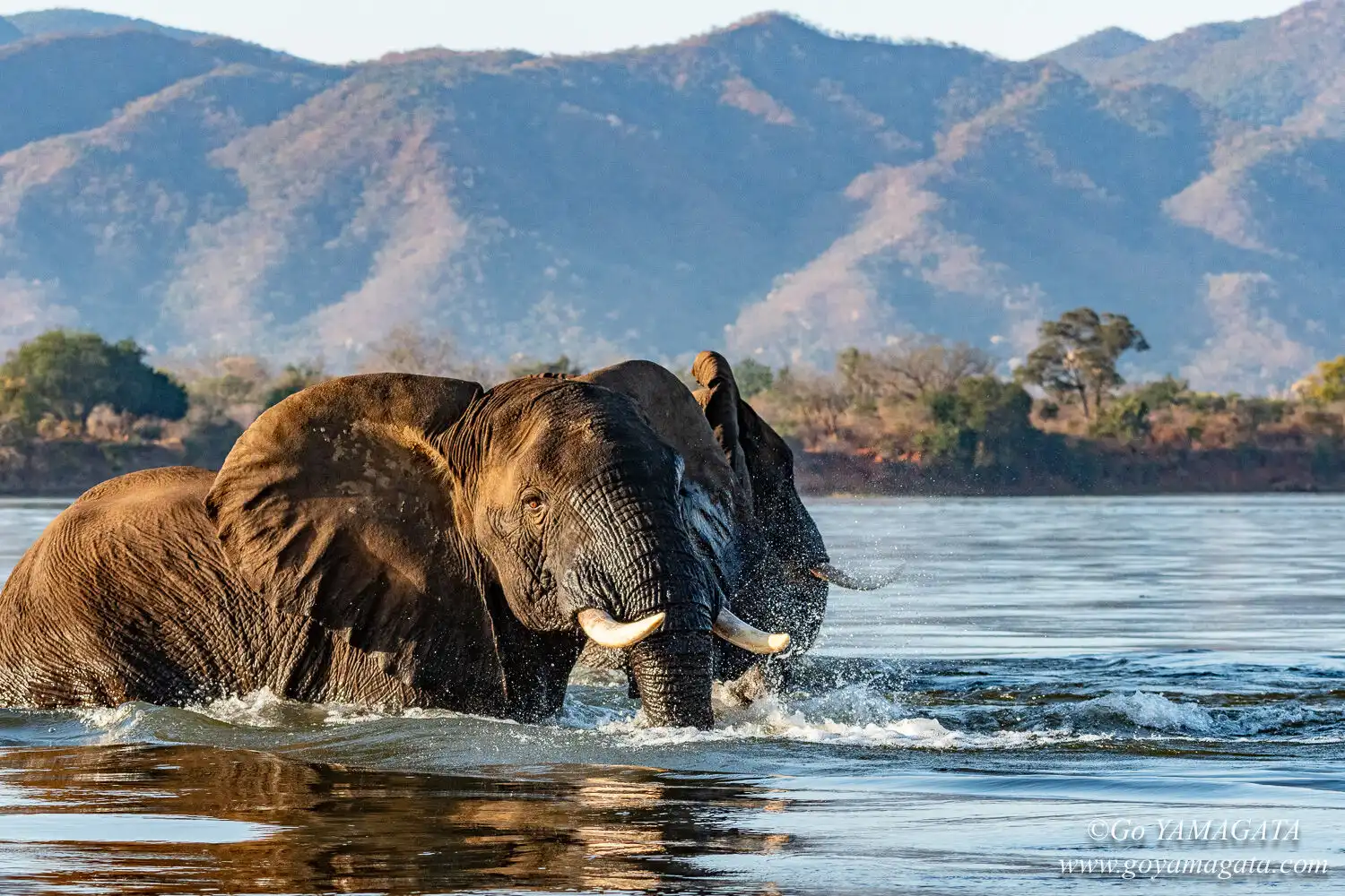 5d ダイヤモンドアート キット 大きいサイズ 80x160 cm 全面貼り付けタイプ ダイヤモンド塗装 アフリカゾウの動物 クロス  ダイヤモンドアート キット ビーズ 5D モザイク 夕日象 ダイヤモンドアート 5D ダイアモンドアート 絵画 刺しゅうキット 全面  ダイヤモンドペイン ..., image size:1500x1000