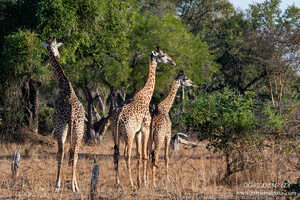 ザンビアでしか見られない、細かい模様が特徴的なソーニクロフトキリン 