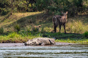 水辺には多くの動物たちが集まり、巨大なナイルワニもいる 