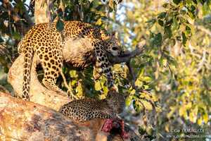 サウスルアングワはヒョウが多いことでも知られている 