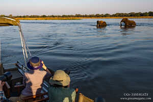 ザンベジ河ではモーターボートからの撮影も行う