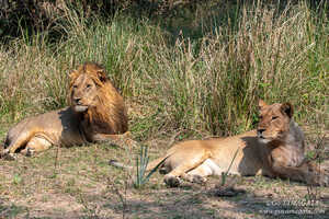 水が豊富で草食獣の多い場所には当然ライオンなどの肉食獣もいる