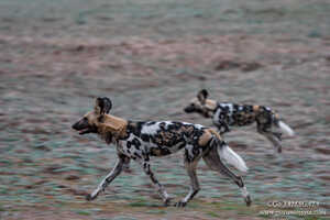 運が良ければリカオンの群れと遭遇することも
