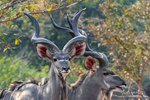 河辺の森の中にはグレータークドゥーのようなレイヨウ類も多い 