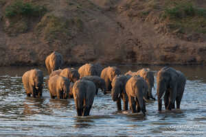 夜明けと共に川を渡るゾウの群れ 