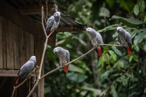 ヨウムなど多くの野鳥も見られます