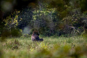 バイ（湿地帯）で食事をするニシローランド・ゴリラ