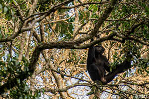 ボノボ観察は早朝から5時間程度です