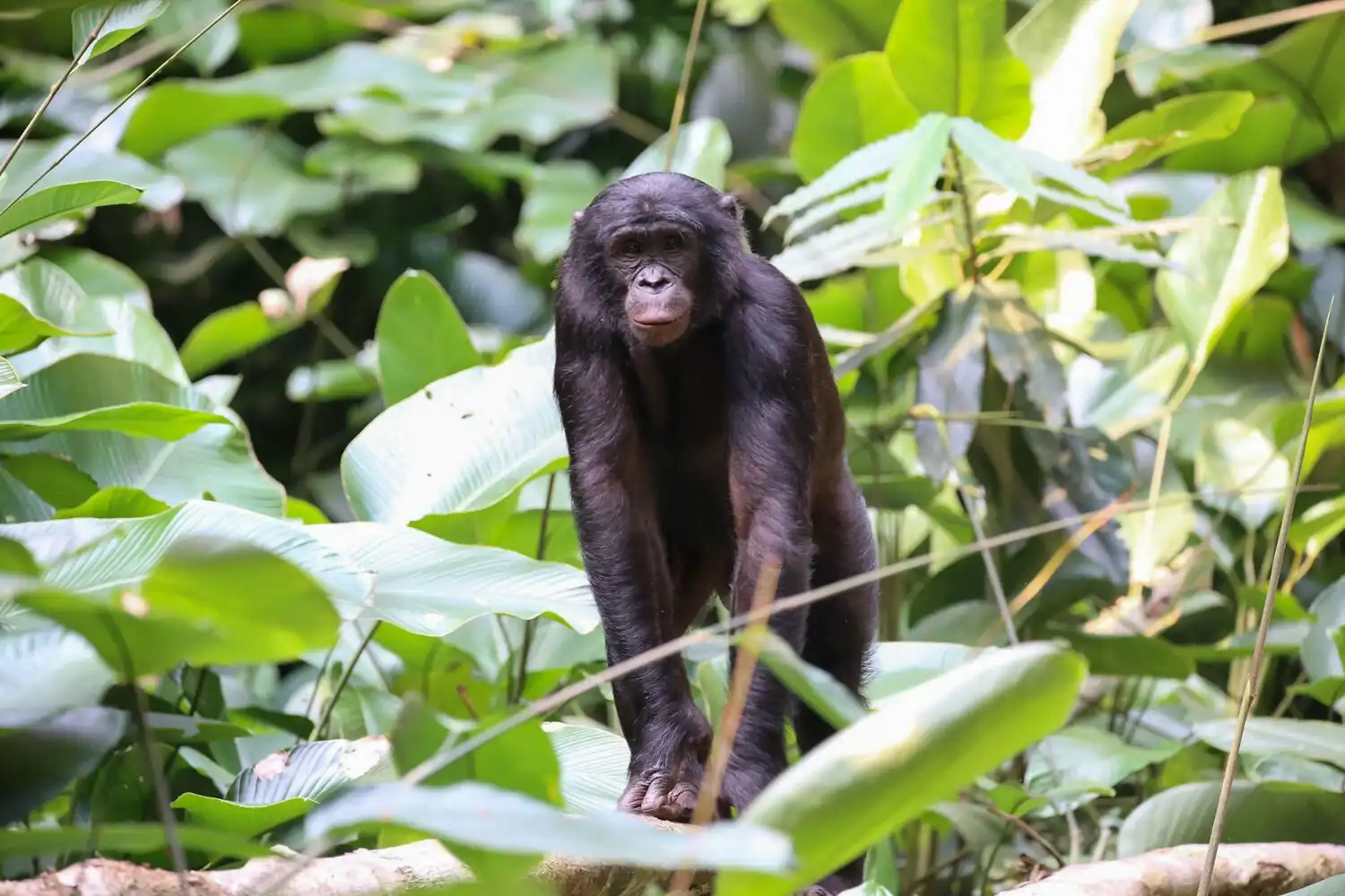 1954ae0f56d05c88b7f7198c424040