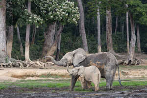 バイに集まるマルミミゾウ