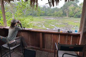 バイ（湿地帯）での動物観察