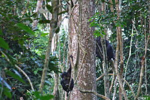 豊かな森とサバンナという稀有な環境に暮らすボノボ