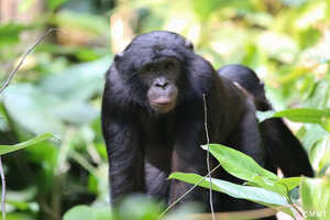 森を歩いて野生のボノボを探します。ンカラの保護区は最もアクセスしやすいボノボの生息地です