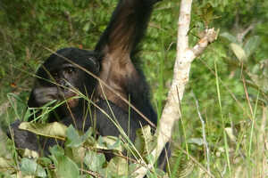 動きの速いボノボの撮影にはテクニックも必要です