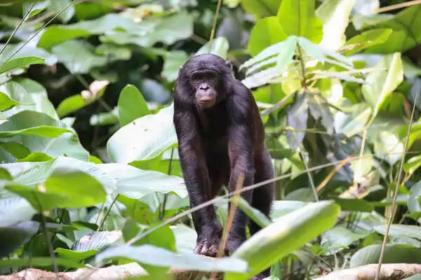 特別企画】コンゴ共和国、コンゴ民主共和国 2つのコンゴ オザラ