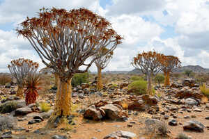 アロエの一種であるクイバー・ツリー