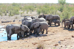 エトーシャ国立公園でのサファリ。キャンプ地のウォーターホールでは夜間の観察もできます