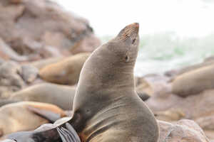 ケープ・オットセイのコロニーがあるケープクロス
