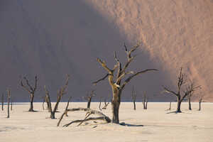 キャンプなのでゲート近くに宿泊可能。デッドフライには朝日があたるタイミングで訪問可能です