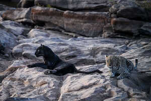 クロヒョウの他、普通のヒョウも多く生息している