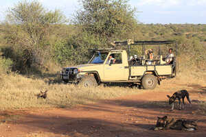 サファリは南部スタイルのオープンカーを利用