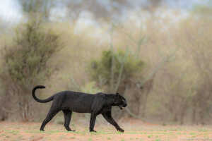 ライキピアを一躍有名にしたクロヒョウ