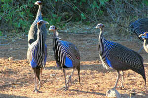 北部特有のフサホロホロ鳥