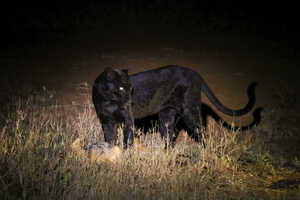 【特別企画】北部ケニア・ブラックパンサー・サファリ 11日間の画像