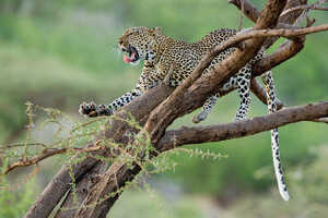サンブルでもヒョウに期待できます。