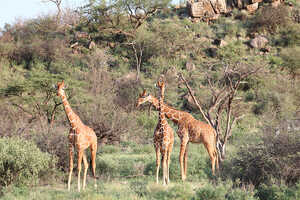 山あり川ありの起伏にとんだ地形と赤道以南とは一味違った野生動物たち