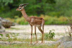 小さい頭部とほっそりした体つきのゲレヌク