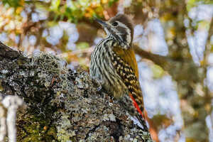 固有種キタアフリカコゲラ