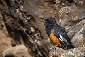 固有種ハジロガケヒタキ