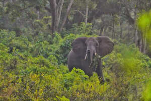 アフリカゾウの生息数は約500頭と推定されています