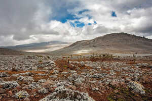 アフロ・アルパイン植生が広がる、標高約4000mのサネッティ高地