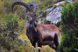 固有種ワリアアイベックス