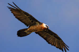 標高3000m以上の高地を生息地にしているヒゲワシ